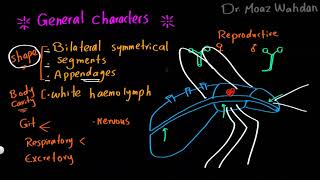 Parasitology 27 Artropods 01 »DrMoaz [upl. by Gilford204]