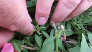 How to Collect Petunia Seeds [upl. by Ingraham]