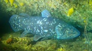 West Indian Ocean Coelacanth  Endangered Inhabitants [upl. by Asirrac]