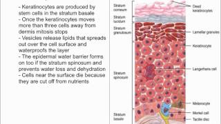 Keratinocytes [upl. by Clint]