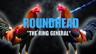 ROUNDHEAD GAMEFOWL BLOODLINE Fighting Style and History [upl. by Marquardt889]