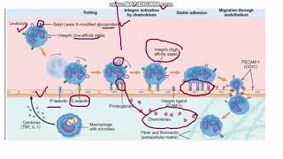 Immunology  Inflammation Vascular Events Part 1 [upl. by Elokin]