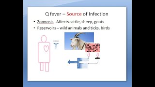 Microbiology 412 a Q fever Coxiella burnetii bacteria coccobacilli inhalation [upl. by Madaras]