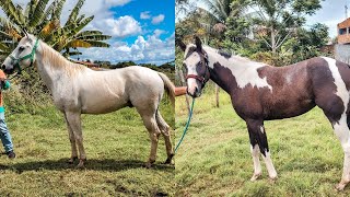 CAVALOS DE VAQUEJADA Á VENDA DIRETO DE CRUZ DE PANELAS [upl. by Nosemyaj]