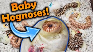 Baby Toffee Hognose Snakes Hatching [upl. by Marinelli]