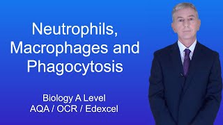 A Level Biology Revision quotNeutrophils Macrophages and Phagocytosisquot [upl. by Regan]