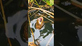 bite of eel hookfishing viralvideo underwater FishinghuntingSk [upl. by Alocin]