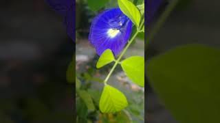 Oporajita flowergardeningflowershortvideo [upl. by Elbart]