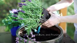 How to Grow and Care for a Lavender Plant Indoors [upl. by Bolling]