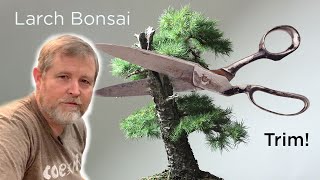 Bonsaify  Larch Bonsai Summer Trim and Design Review [upl. by Portland]