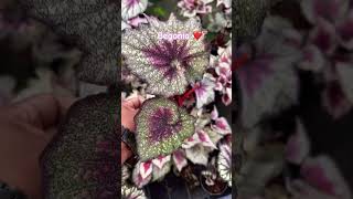 Begonia care trending plants indoorplants youtube shorts short virslshorts trendingshorts [upl. by Weinman]