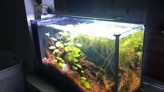 Fluval spec 5 [upl. by Welles]