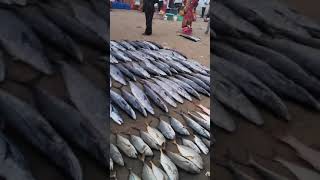 MALVAN FISH AUCTION JOE BOY  MALVANI LIFE SINDUDURG FISHING [upl. by Thistle]