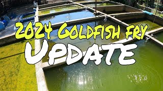 EP239 2024 GOLDFRY UPDATE  GOLDFISH ADVENTURE [upl. by Smoot222]