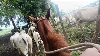 esto pasó con el ternero Brahmans 🤠 [upl. by Heti]