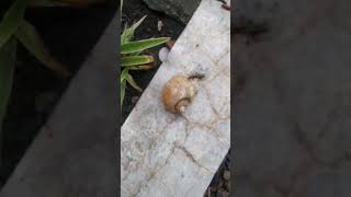 Snails start to come up onto land in the rainy season siput snail animalshorts animal [upl. by Aicenert]