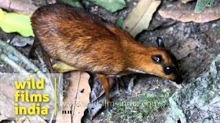 Java mousedeer Tragulus javanicus [upl. by Mcgruter]