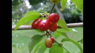 Cornus mas [upl. by Dorolisa264]