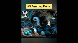 😱 5 🇺🇸 Amazing 😂 Hindi 🇯🇵 Facts 🤔 Short Fact Facts Short Status [upl. by Esbensen]