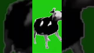 English audio of polish cow meme [upl. by Creedon]