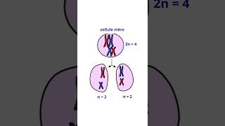 La Meïose Division Cellulaire Différente De La Mitose [upl. by Benny966]