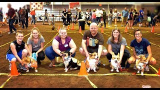 Corgi Races at the 6th Annual Corgi Gathering [upl. by Thistle]