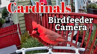 Cardinals Birdfeeder Camera [upl. by Annaeg323]