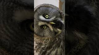 Reallife superpower Owls can turn their heads a mindblowing 270 degrees without breaking a sweat [upl. by Anoyek]