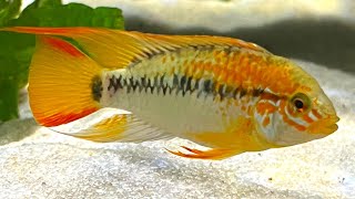 Apistogramma Cichlid  Complete Care amp Breeding Guide [upl. by Heymann]