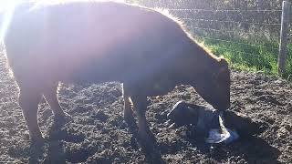 Jemma Cow Gives Birth to Baby Calf  Surprise 4 Wheeling Adventure [upl. by Pearl]