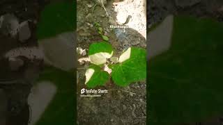 Hollyhock punjabi punjabisong hollyhock gardenplants terracegardens shortsvideo ytshorts [upl. by Wittenburg946]