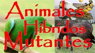 Animales Hibridos Mutantes  Rarezas de la naturaleza creadas con Photoshop [upl. by Atalee]