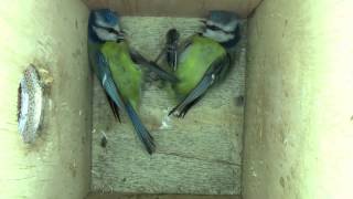 Cyanistes caeruleus males contest nestbox [upl. by Bove]