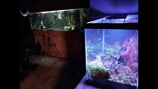 All my Aquariums Plans for the future 100 Subscribers Fishroom tour [upl. by Ahto]