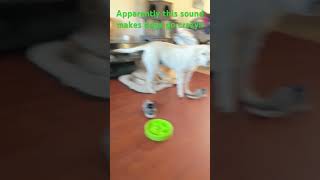 This sound makes dogs go crazy [upl. by Eeramit]