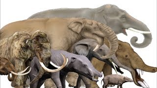 The Evolution of Elephants Mammoths and Mastodons  Proboscidean Family Tree [upl. by Lister89]