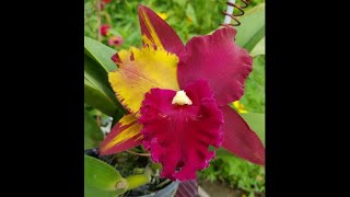 Cattleya RLC HEY SONG “ AMAZING THAILAND” [upl. by Zedecrem]