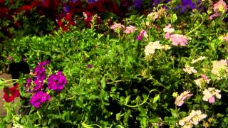 Grow Verbena for flourishing summer flowers [upl. by Roman]