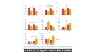 Effects of Short Term Adiponectin Receptor Agonism on Cardiac Function and Energetics [upl. by Ttsepmet]