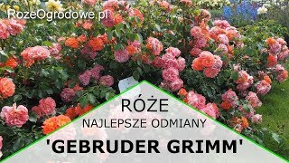 Róża rabatowa GEBRUDER GRIMM ® [upl. by Kelli]