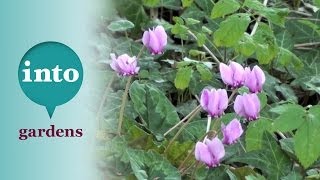 Cyclamen hederifolium Plants for October [upl. by Solraced]