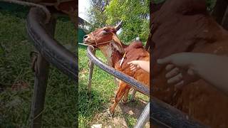 Phosphorus Injection in Anoestrus Cow cow animals shortvideo [upl. by Matt]