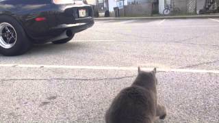 Fat Cats Reaction To 1000hp Supra [upl. by Llebasi]