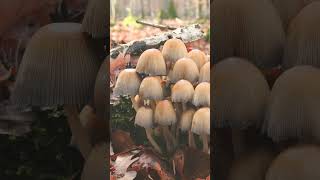 Mica Cap Glistening Inky Cap Shiny Cap Coprinellus micaceus in Family Psathyrellaceae [upl. by Gaut]