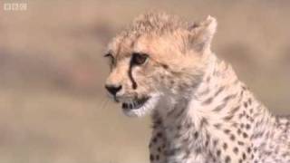 Cheetah Attacks Gazelle  Big Cat Diary  BBC [upl. by Rebecca]