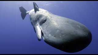 Sperm Whale Attempts To Communicate With Robotic Spy Whale [upl. by Zaragoza]