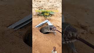 saap ko chaku se kat diya snake animalsl [upl. by Nelyag]