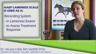 What are the signs a horse may be lame  Dr Nicola Cribb [upl. by Olegnaid]