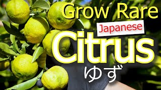 Yuzu  Japans Prized Citrus  How To Grow Citrus  Grafting  Germination  Pruning  Propagation [upl. by Liatris29]