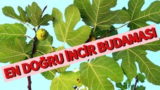 İNCİR BUDAMASI VE ŞEKİL VERME İŞLEMİ [upl. by Cyndi]